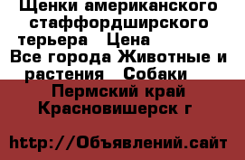 Щенки американского стаффордширского терьера › Цена ­ 20 000 - Все города Животные и растения » Собаки   . Пермский край,Красновишерск г.